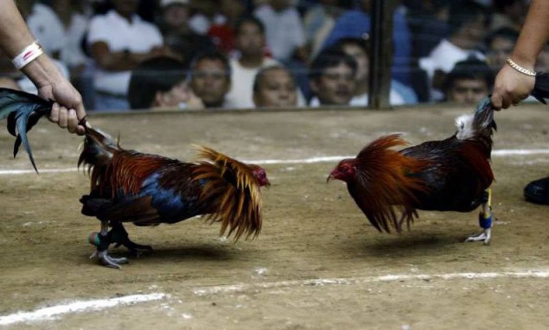 Hình ảnh hai chú gà trong trận đá gà Campuchia 